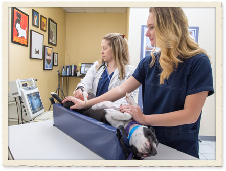 Pet Ultrasounds